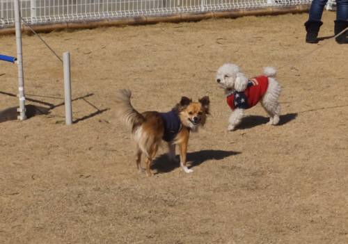 2015_02212-19タッキーリンドウ