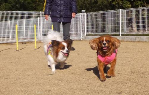 2015_02102-9リンベル