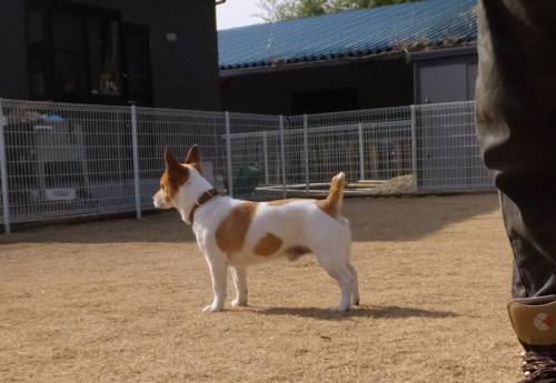 2015_02072-6チャッピー