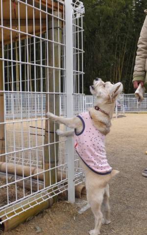 2015_02242-22こたろう１