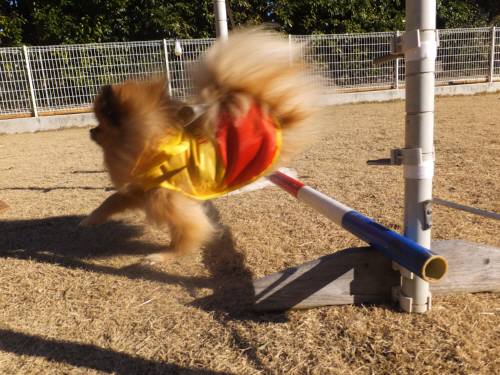 2015_02032-3ポンジャンプ