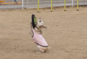 2015_02242-22こたろう４