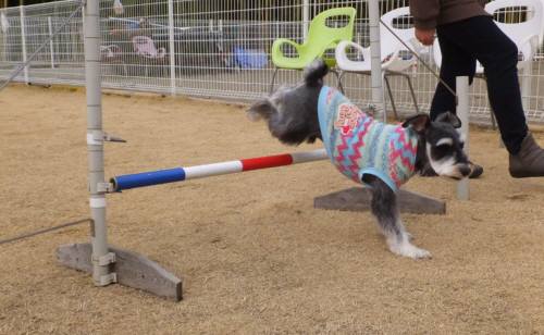 2015_02252-23まるちゃん