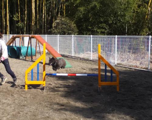 2015_02062-5さくら３