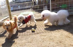 2015_02212-19モコタッキーアムル