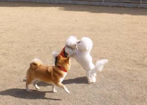 2015_02282-27アムタッキー愛