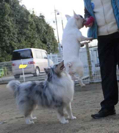 2015_02042-4チェルジャンプ