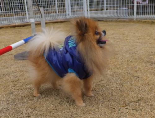 2015_02182-17ポンタ