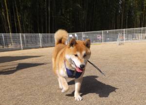 2015_02252-23ヤマト