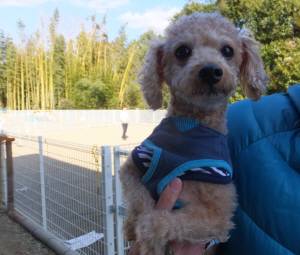 2015_02102-9シフォン