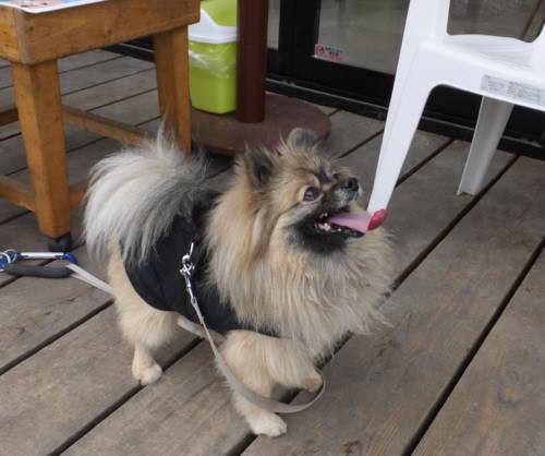 2015_02202-18ぽんちゃん