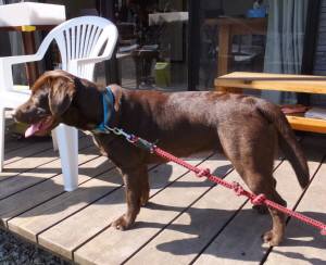 2015_02272-26ララ２