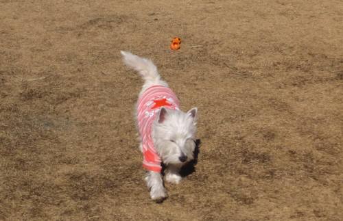 2015_02022-2モモ３