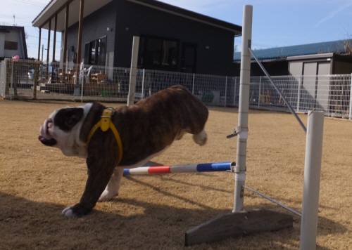 2015_02072-6ジュリジャンプ