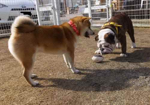 2015_02072-6アイジュリ