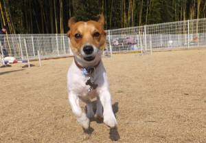 2015_02222-20チャッピー