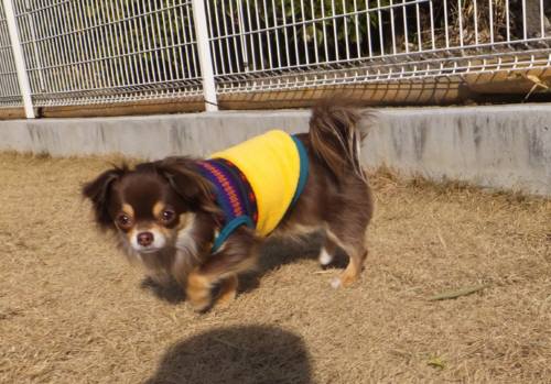 2015_02072-6チョコ