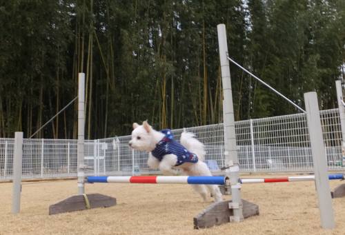 2015_02082-7こうすけジャンプ