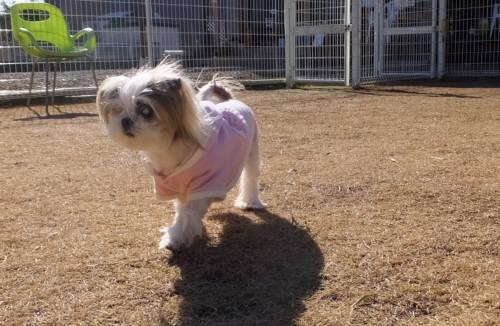 2015_02012-1蘭ちゃん