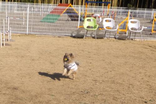 2015_02042-4ポンキチ１