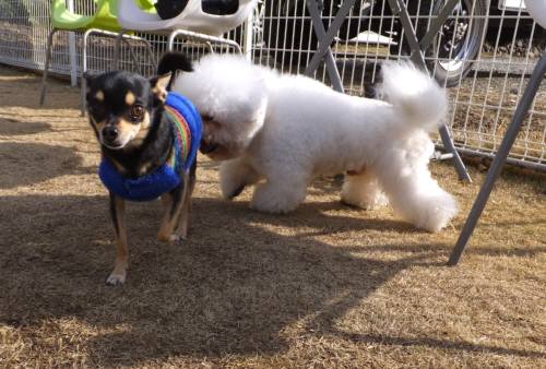 2015_02072-6マロンアム