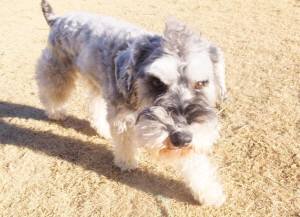 2015_02062-5ギンガ