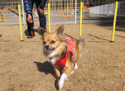 2015_02072-6りんどう