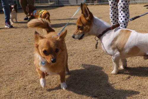 2015_02222-20ラリー