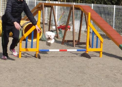 2015_02222-20アムジャンプ