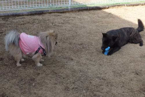 2015_02252-23ぽんさくら