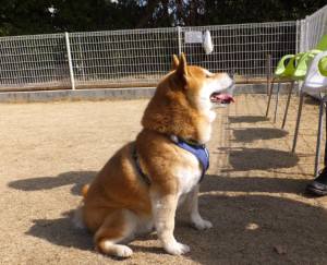 2015_02252-23ヤマト２