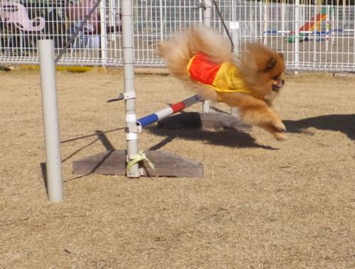 2015_02232-21ポンタジャンプ