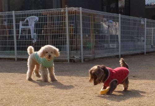 2015_02222-20ふうちゃん