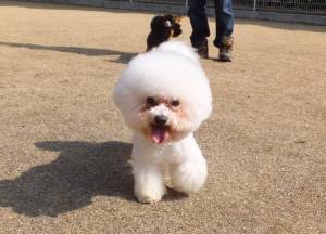 2015_02222-20アムル