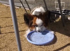 2015_03043-4こじろう