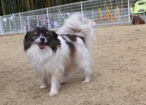 2015_03113-11ホイップ