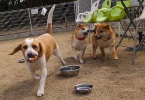 2015_03143-13ムサシチョコ愛