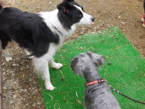 2015_03083-8ボーダー１１