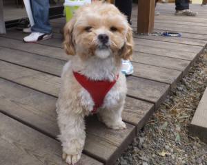 2015_03293-24こむぎ