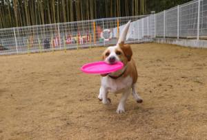 2015_03083-8ムサシ