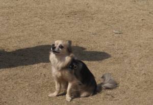 2015_03163-15くうちゃん