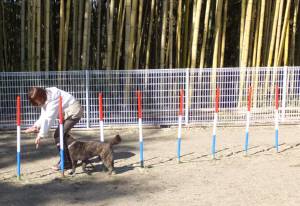 2015_03043-4さくら