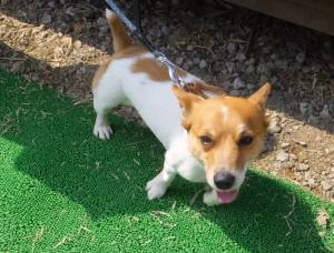 2015_03153-14チャッピー