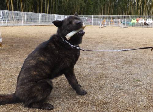 2015_03093-9さくら