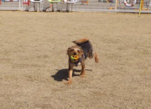 2015_03243-20ジャック１