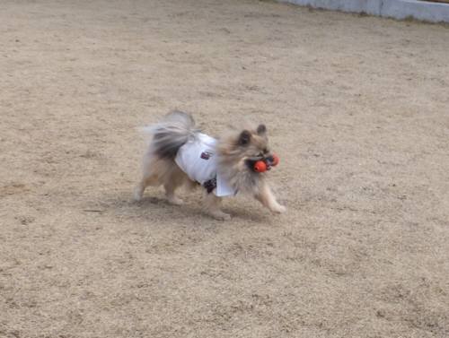 2015_03113-11ぽんきちくん