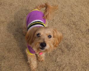 2015_03143-13もこちゃん