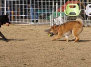 2015_03083-8チョコサクラ
