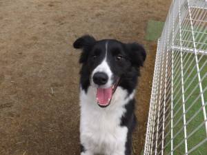 2015_03083-8ボーダー１０