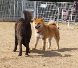 2015_03083-8チョコ